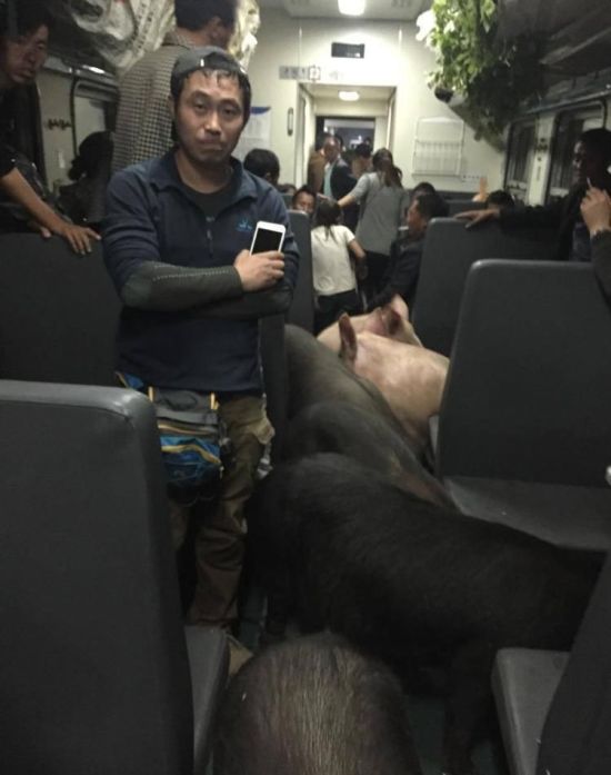Необычные пассажиры в китайском поезде (6 фото)