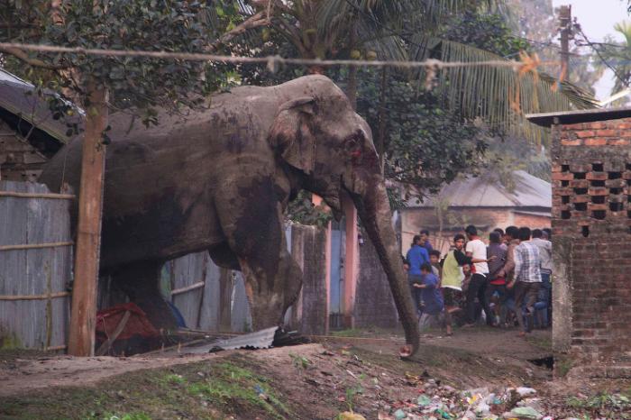 Взбесившийся слон (10 фото)