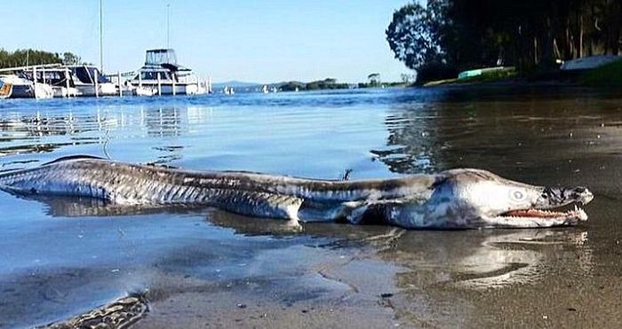 Странное существо, выброшенное на берег Австралии  (2 фото)
