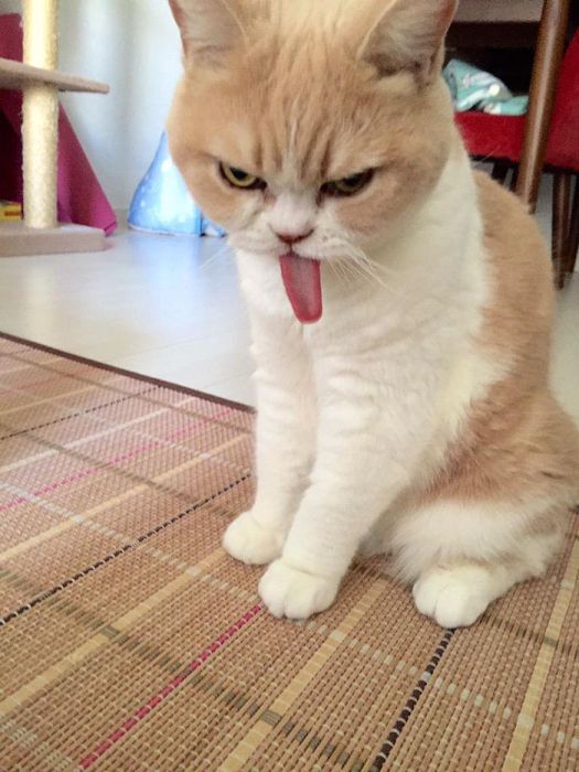 Коюки - новый хмурый кот, покоривший пользователей сети (14 фото)