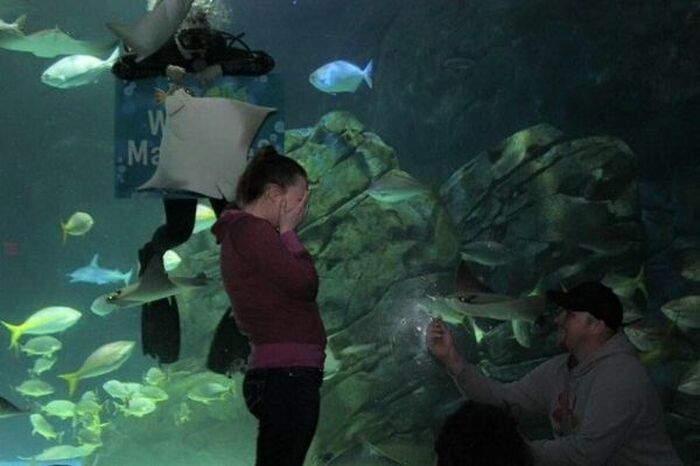В канадском океанариуме скат попытался сорвать помолвку (3 фото)