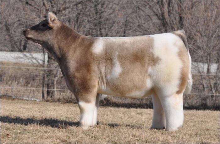Плюшевые коровы из Айовы (11 фото)