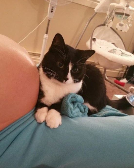Кошка охраняла покой будущей мамы, а теперь охраняет ее малыша (5 фото)