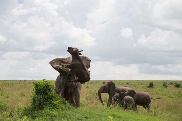 Трагическая встреча слона и буйвола (8 фото)