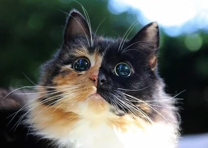 Глаза слепой кошки (10 фото)