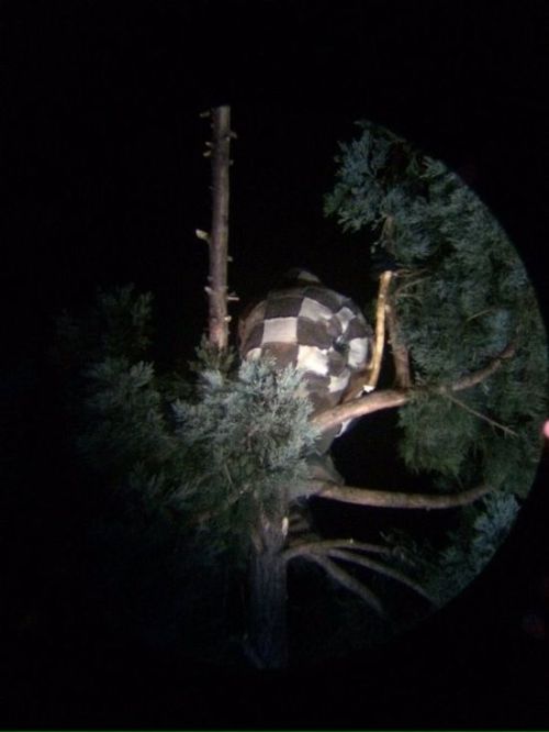 Странный американец залез на дерево (3 фото)