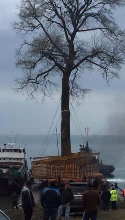 Транспортировка векового дерева в Грузии (3 фото)