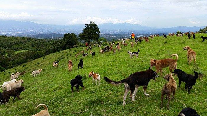 Собачий рай в Коста-Рике (8 фото)