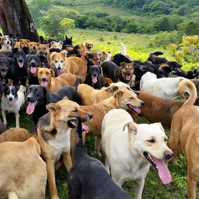 Собачий рай в Коста-Рике (8 фото)