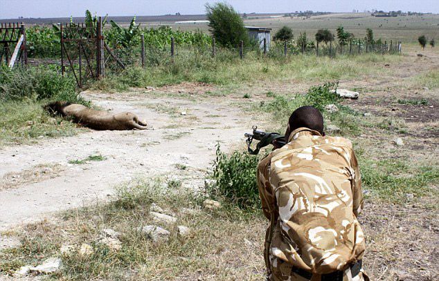 Рейнджеры пристрелили одного из самых излюбленных львов Кении (4 фото)
