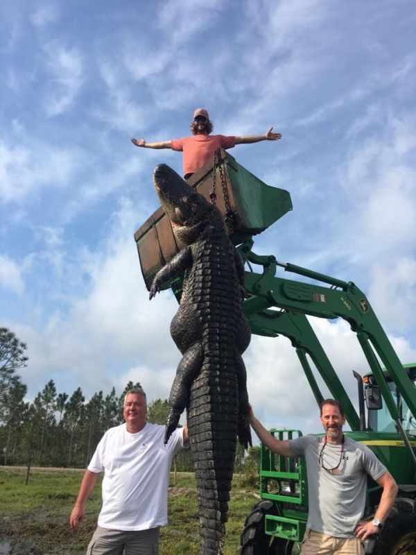 Охотники из Флориды поймали гигантского аллигатора (3 фото)