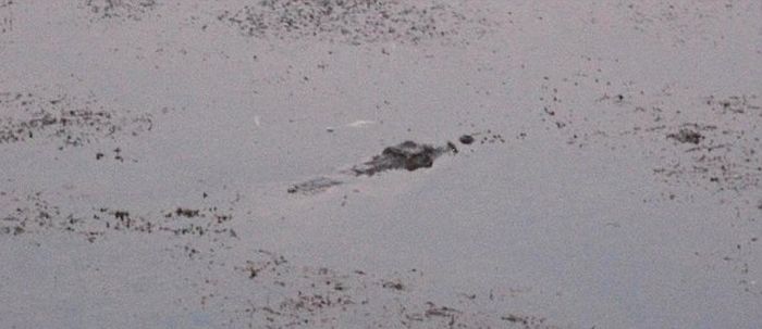 Крокодил перелез через ограждение (5 фото)