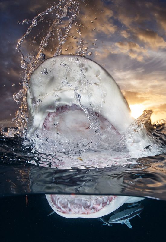 Лучшие работы конкурса подводных фото (20 фото)
