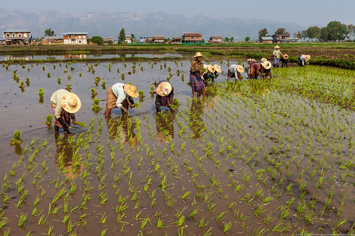 Как выращивают овощи на озерах Мьянмы (32 фото)