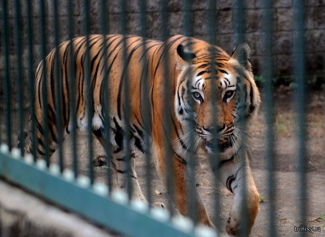 По пострадавшей от тигра девочке «плачет премия Дарвина» (3 фото)