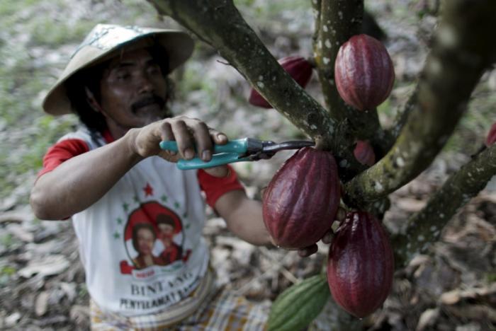 Плантации какао в Южном Сулавеси (8 фото)