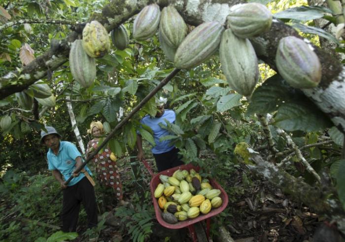 Плантации какао в Южном Сулавеси (8 фото)