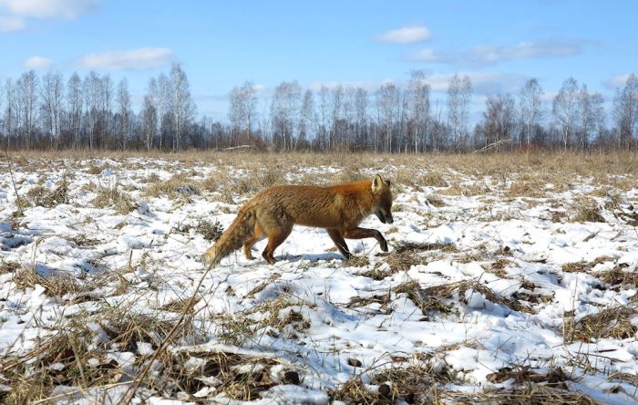 Животный мир зоны отчуждения Чернобыльской АЭС (15 фото)