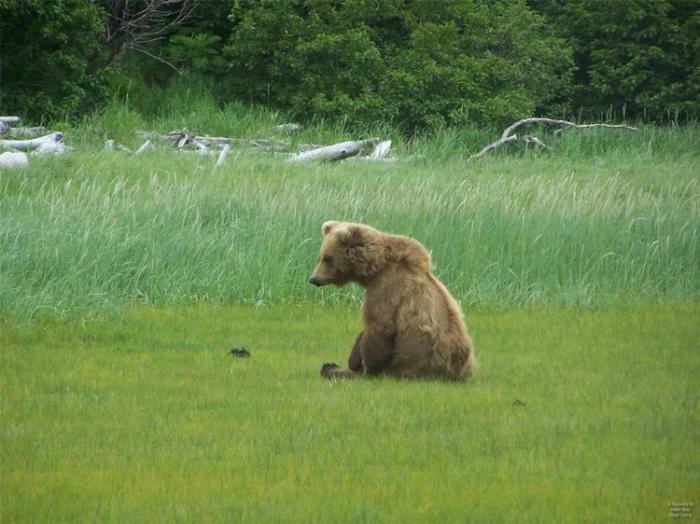  «Медвежий лагерь» на Аляске (10 фото)