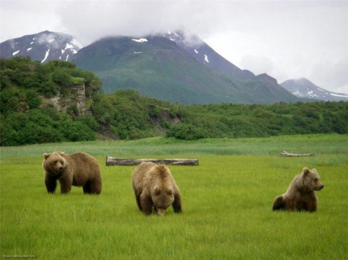  «Медвежий лагерь» на Аляске (10 фото)