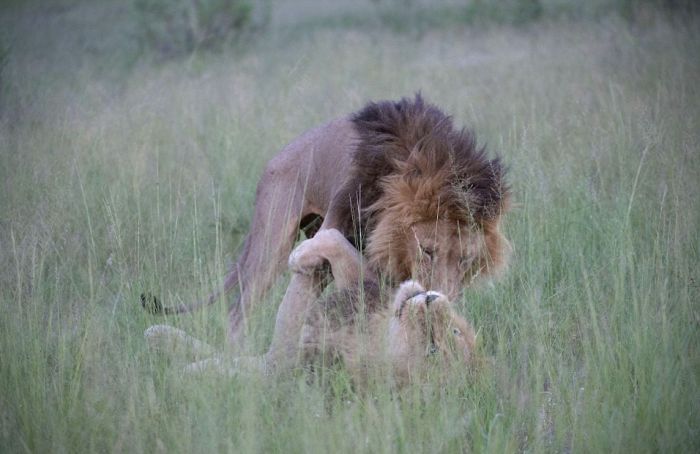 В Ботсване найдена пара львов-гомосексуалов (6 фото)