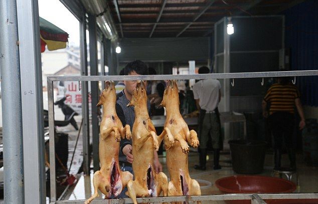 На китайском фестивале мяса по-прежнему едят кошек и собак (12 фото)