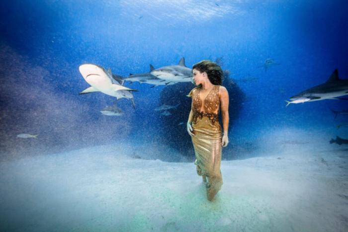 Впечатляющая фотосессия с акулами (19 фото)