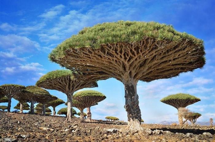 Необычные деревья со всего мира (22 фото)
