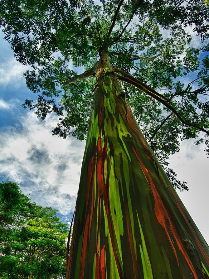 Необычные деревья со всего мира (22 фото)