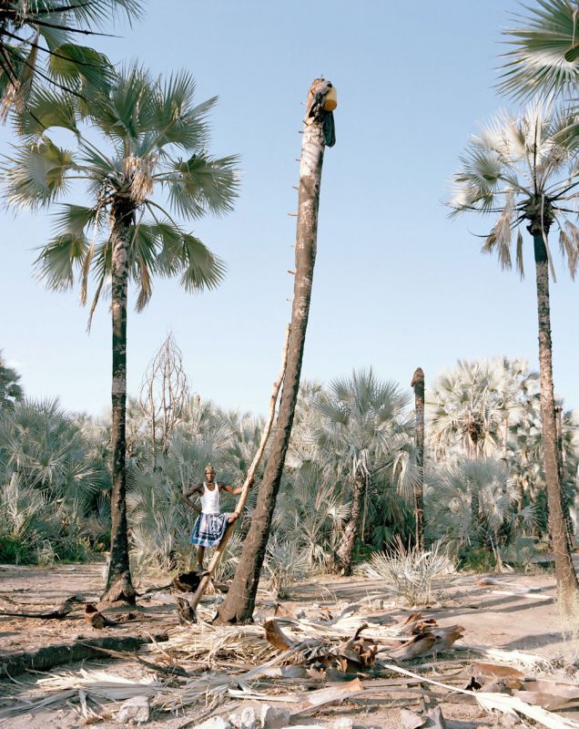 Как добывают пальмовое вино в Африке (9 фото)