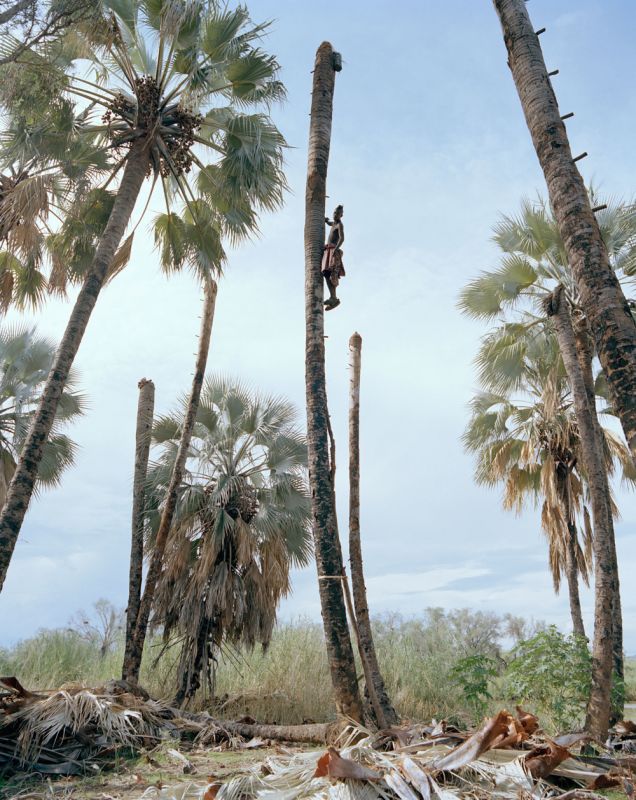 Как добывают пальмовое вино в Африке (9 фото)