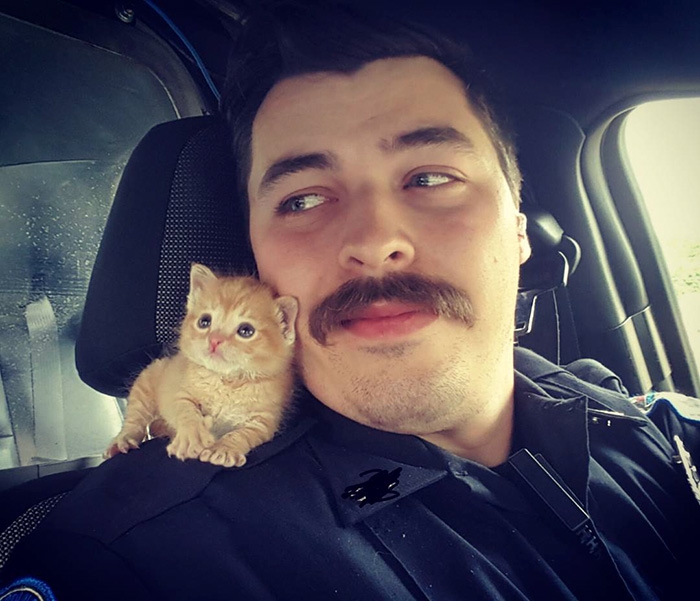 Полицейский спас крохотного котёнка и теперь они вместе борются с преступностью (6 фото)