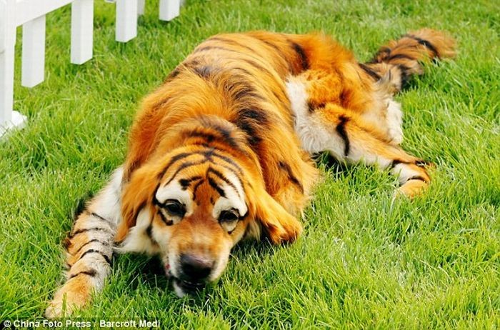 Тюнинг собак (10 фото)