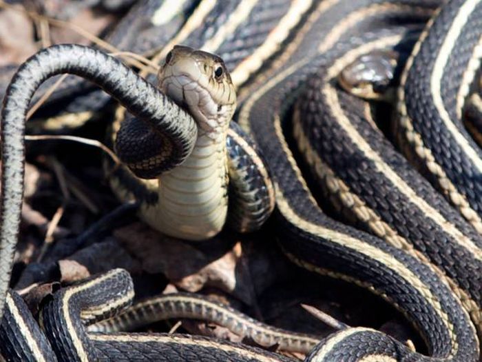   Narcisse Snake Dens     (12 )