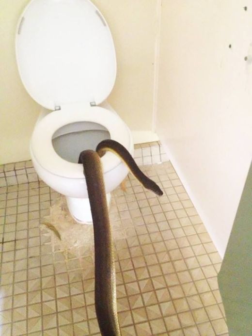 В Австралии незваный гость пробрался в женский туалет (4 фото)