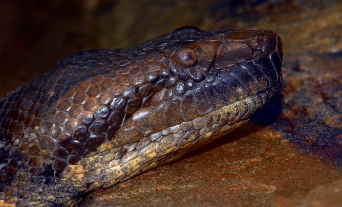 Самая большая змея в мире (6 фото)