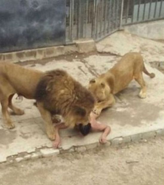 Чтобы спасти жизнь самоубийце в зоопарке Чили убили двух львов (4 фото)