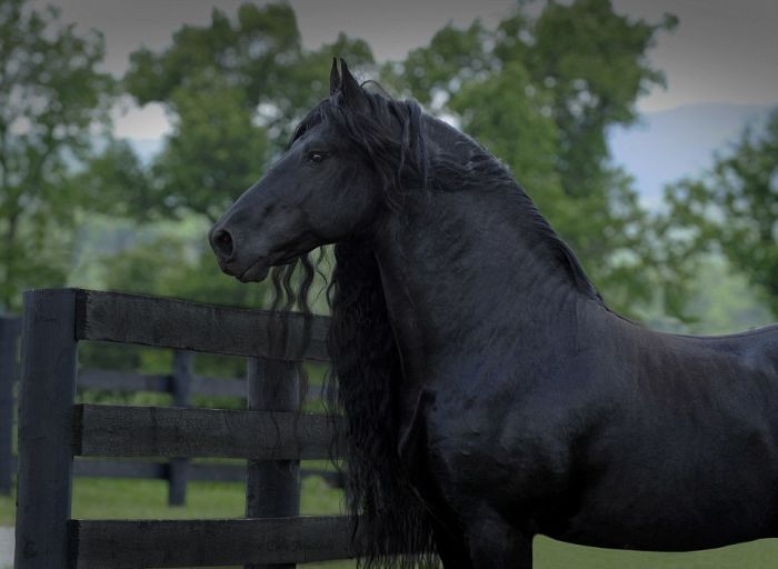 Фредерик - самый красивый в мире конь (5 фото)