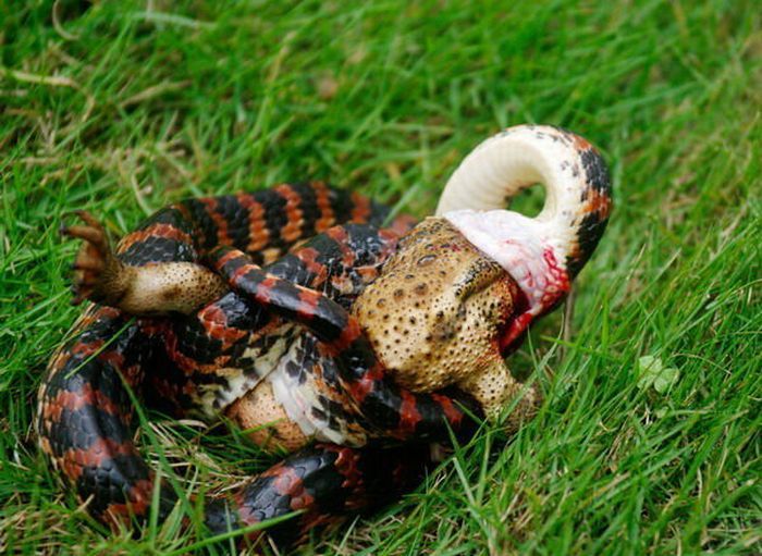 Змея ест лягушку (3 фото)