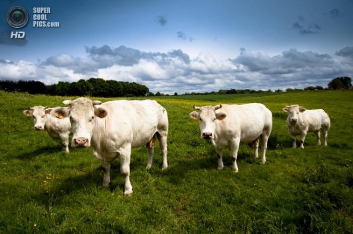 Бельгийские коровы-мутанты (9 фото)