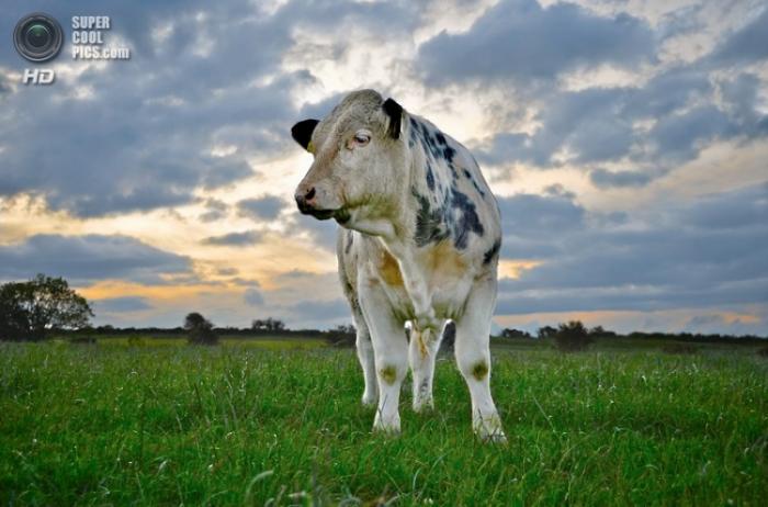 Бельгийские коровы-мутанты (9 фото)