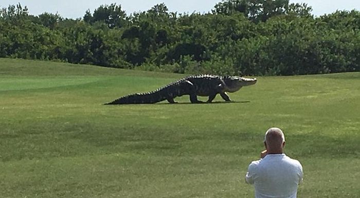  Во Флориде аллигатор прогулялся по полю для гольфа (2 фото)