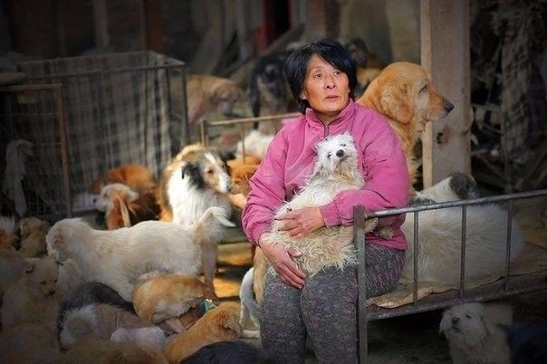 Женщина в Китае выкупила сотню собак со скотобойни (9 фото)