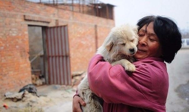 Женщина в Китае выкупила сотню собак со скотобойни (9 фото)