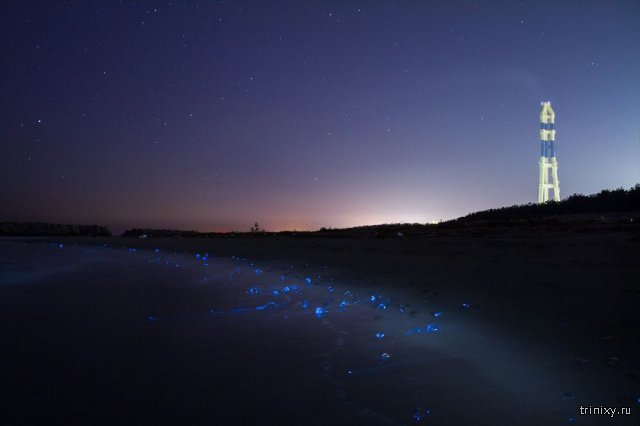 Кальмары-светлячки на побережье залива Тояма (4 фото)