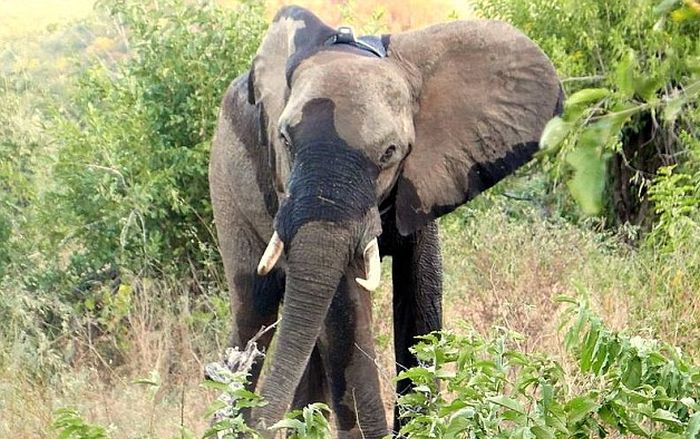 Раненный браконьерами слон обратился за помощью к людям (9 фото)