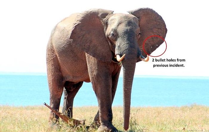 Раненный браконьерами слон обратился за помощью к людям (9 фото)