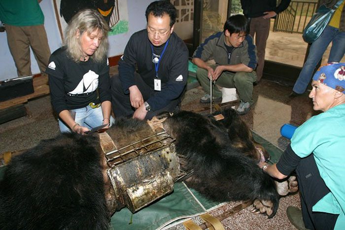 Медведь, спасенный с желчной фермы в Китае (7 фото)