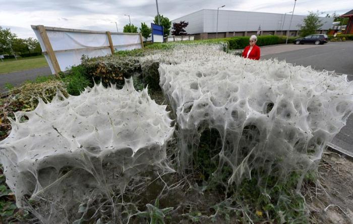 Гусеницы превратили в кокон 9-метровый куст (9 фото)