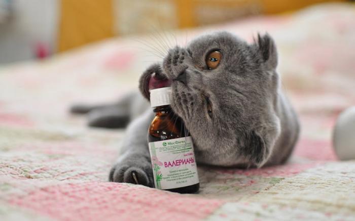 Интересные факты о кошках (20 фото) Интересные факты о кошках (20 фото)